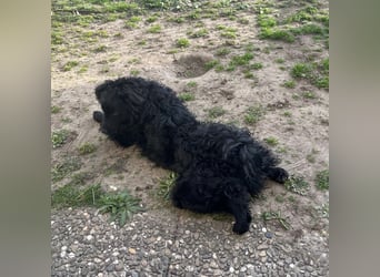 Asia kann in 36110 Schlitz kennengelernt werden