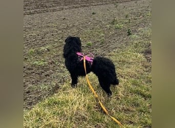 Wunderschöne brave Asia wartet in Weinheim