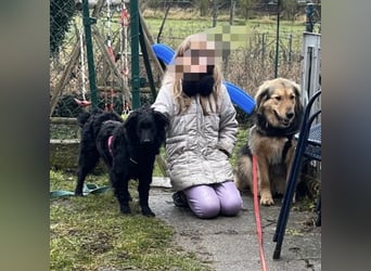 Wunderschöne brave Asia wartet in Weinheim