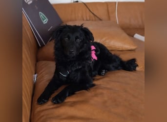 Wunderschöne brave Asia wartet in Weinheim