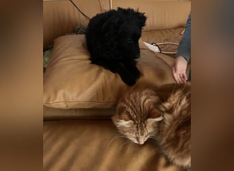 Wunderschöne brave Asia wartet in Weinheim