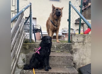 Wunderschöne brave Asia wartet in Weinheim