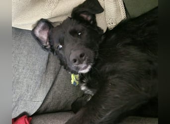 Tizzy ein Engel auf vier Pfoten