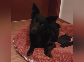 Pia die Allerliebste