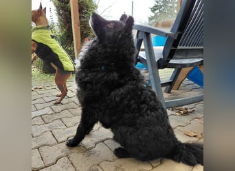 Annie ein Engel auf vier Pfoten