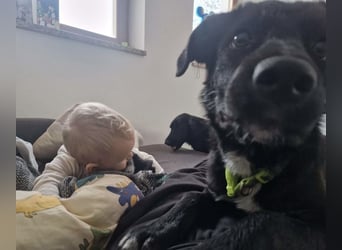 Tizzy ein Engel auf vier Pfoten