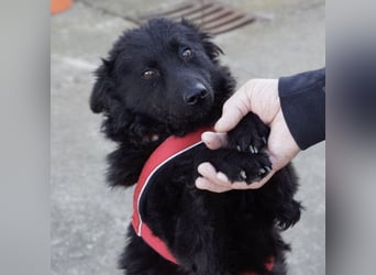 Kairo ein sanftmütiges Mädchen