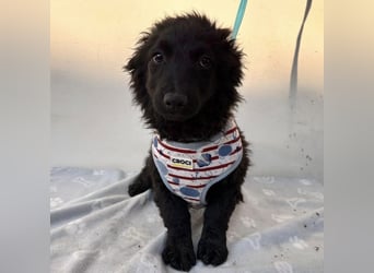 Vjera - typisch Welpe