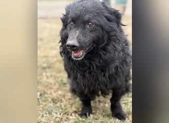 Lumpi ein lieber Schatz