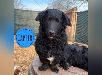 Capper ein Seelenhund