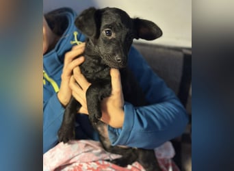 Peppa - typisch Welpe