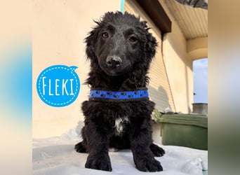 Fleki ein kleiner schwarzer Engel