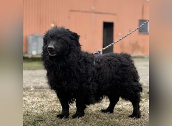 Lumpi ein lieber Schatz