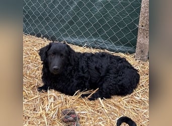 Capper ein Seelenhund