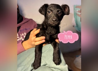 Peppa - typisch Welpe