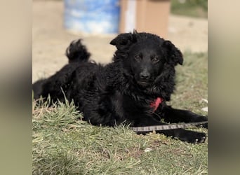 Asia die wundervolle fröhliche