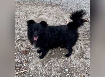 Annie ein Engel auf vier Pfoten