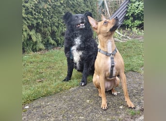 Annie ein Engel auf vier Pfoten