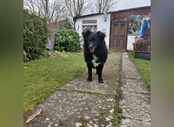 Annie ein Engel auf vier Pfoten