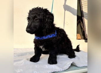 Fleki ein kleiner schwarzer Engel