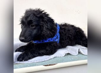 Seka eine kleine Prinzessin