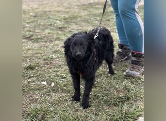 Asia die wundervolle fröhliche