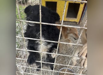 Annie ein Engel auf vier Pfoten