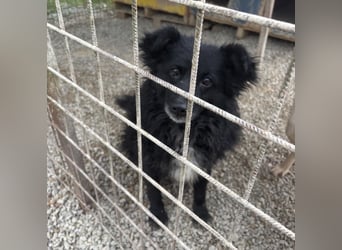 Annie ein Engel auf vier Pfoten