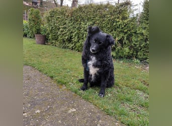 Annie ein Engel auf vier Pfoten