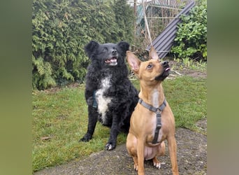 Annie ein Engel auf vier Pfoten