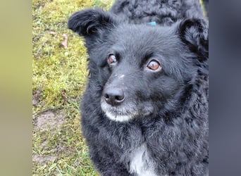 Annie ein Engel auf vier Pfoten