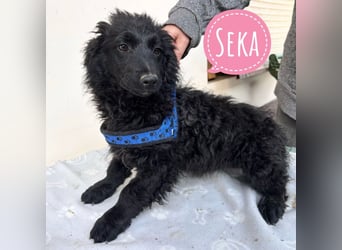 Seka eine kleine Prinzessin