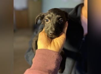 Peppa - typisch Welpe