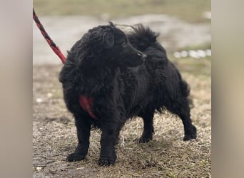 Willa eine kleine brave Hündin