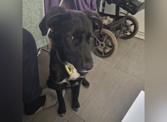 Tizzy ein Engel auf vier Pfoten