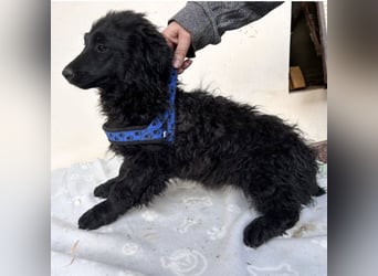 Seka eine kleine Prinzessin