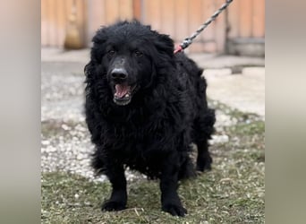 Lumpi ein lieber Schatz