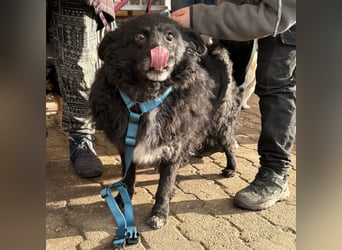 Annie ein Engel auf vier Pfoten