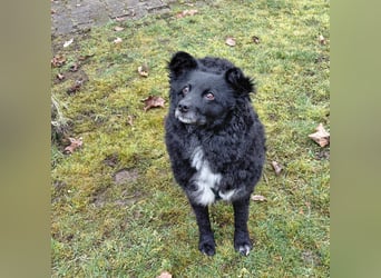 Annie ein Engel auf vier Pfoten