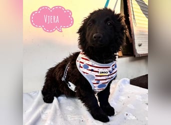 Vjera - typisch Welpe