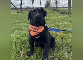 Leonien kleiner Schatz