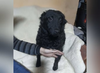 Raya zart wie eine Mimose