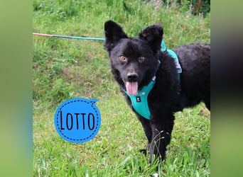 Lotto ein Seelenhund