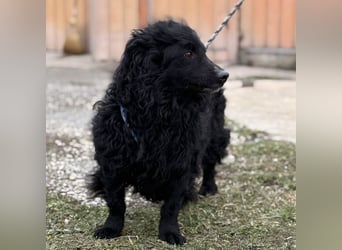 Lumpi ein lieber Schatz