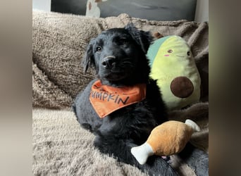 Leonien kleiner Schatz