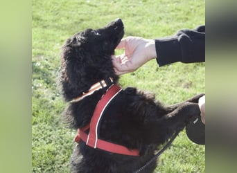 Kairo ein sanftmütiges Mädchen