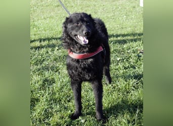 Kairo ein sanftmütiges Mädchen