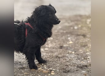 Willa eine kleine brave Hündin