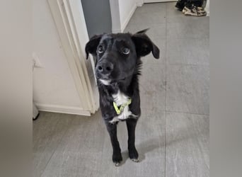 Tizzy ein Engel auf vier Pfoten