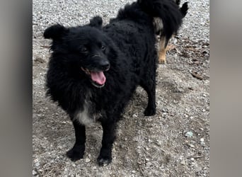 Annie ein Engel auf vier Pfoten